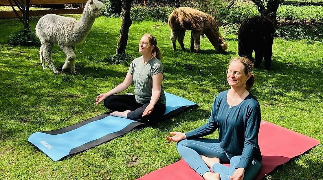 yoga-mit-alpakas-foto-miriam-luetjen