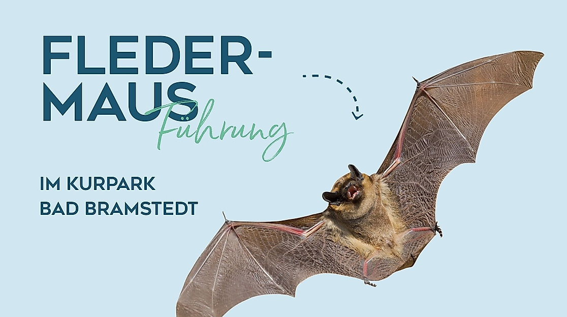Fledermaus Führung
