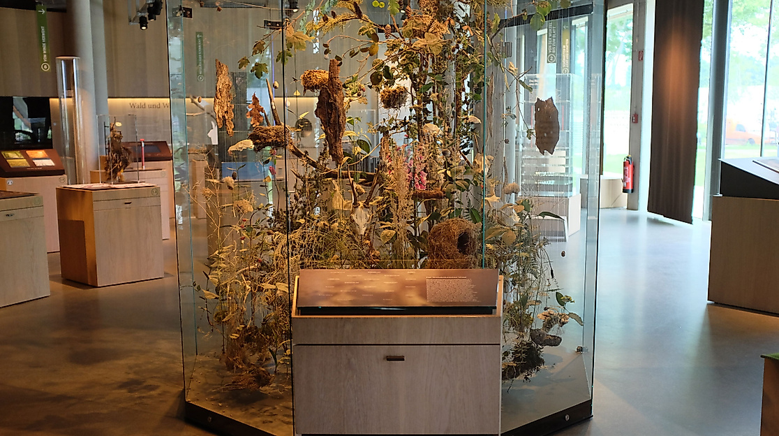 ausstellung-science-center-wald-c-sdw-hamburg-web-2500x1500