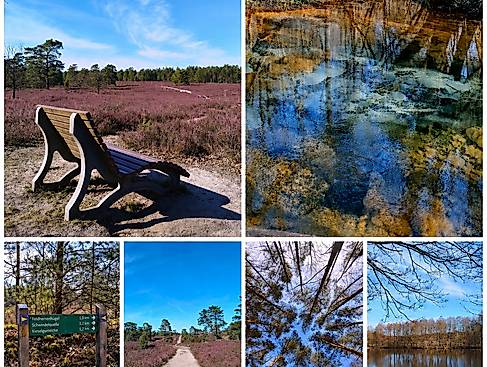Feierabendzauber in der Schwindebecker Heide - Heide, Schwindequelle & Kieselgurteiche
