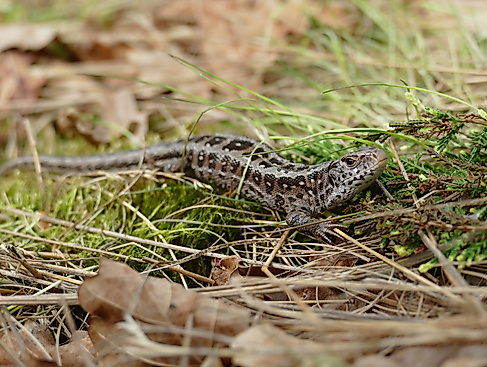 Weibliche Zauneidechse in der Kransburger Heide