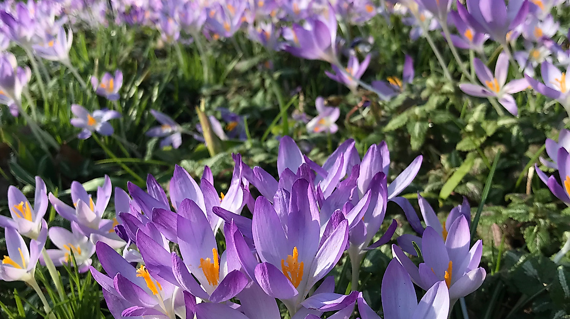 krokus