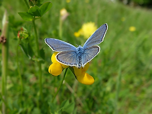 Auf zarten Flügeln durch den Sommer