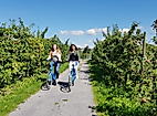 Altes Land