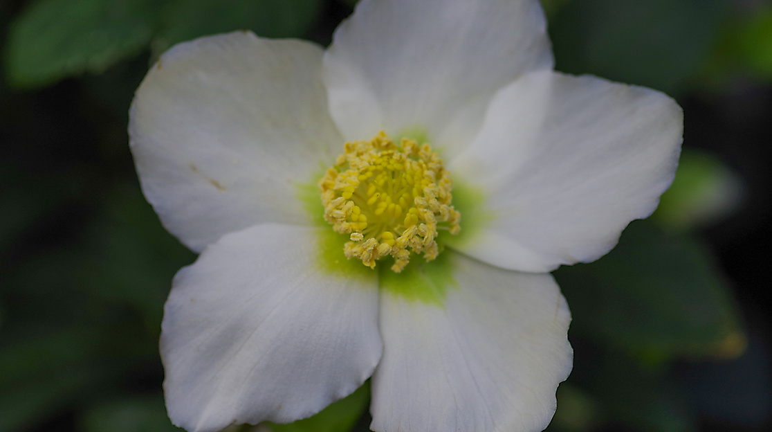 Florales Weihnachts-Atelier - Christrose