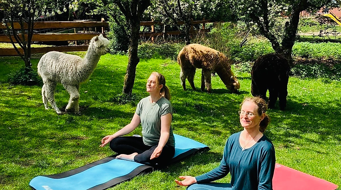 Gnarrenburg erleben: "Yoga mit Alpakas"
