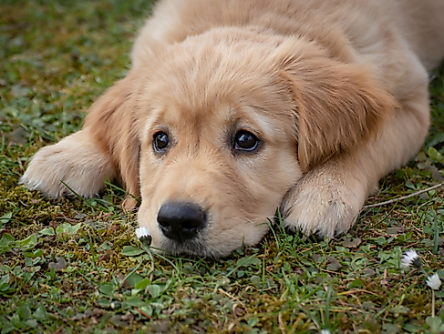 dog-4372036_1280