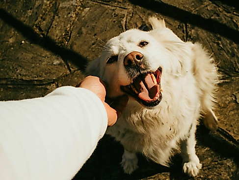 26-10-15 Tiergesundheit ©Adrian Vidal via pexels