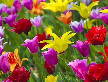 Tulpenwochen am Michaelshof