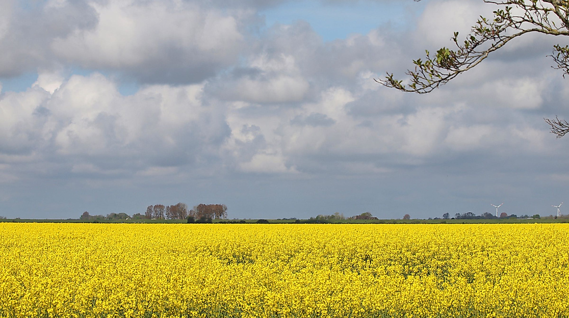 Führung: Mit dem Fahrrad durch den Speicherkoog
