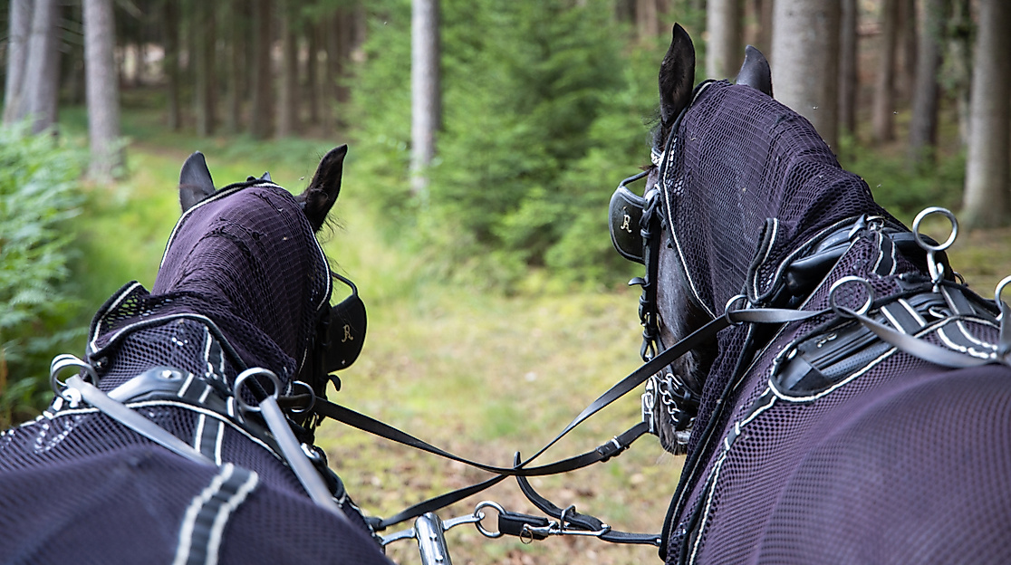 Blick in die Landschaft von der Wagonette aus