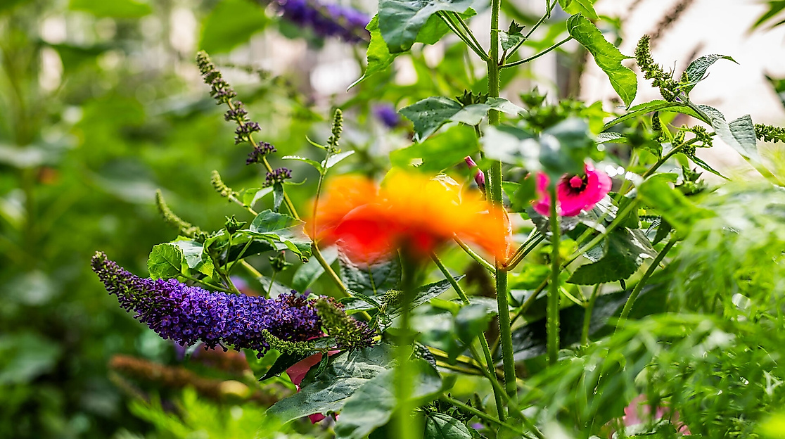 Frische Farben für unsere Hochbeete | Essbare Stadt Rehderplatz
