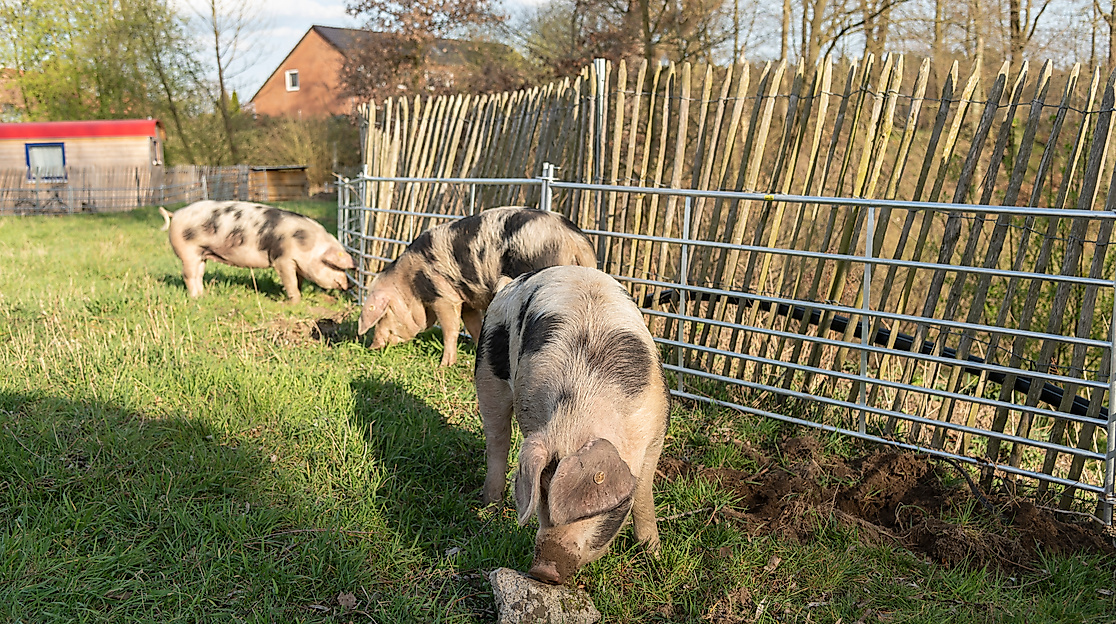 Hof-Markt mit Verkostung