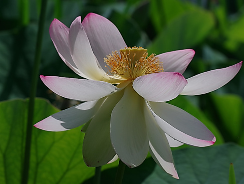 Lotosblüte