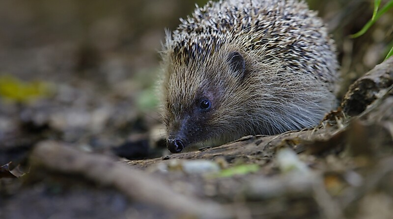 The Epic Adventure of a Hedgehog