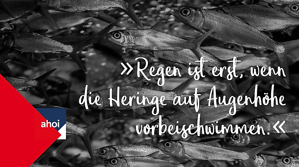Ein Schwarm Heringe in schwarz-weiß