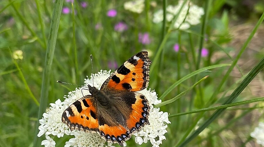 Vielfalt erleben - Gestalte dein Schmetterlingsgarten_Lena Winkelmann_ BUND