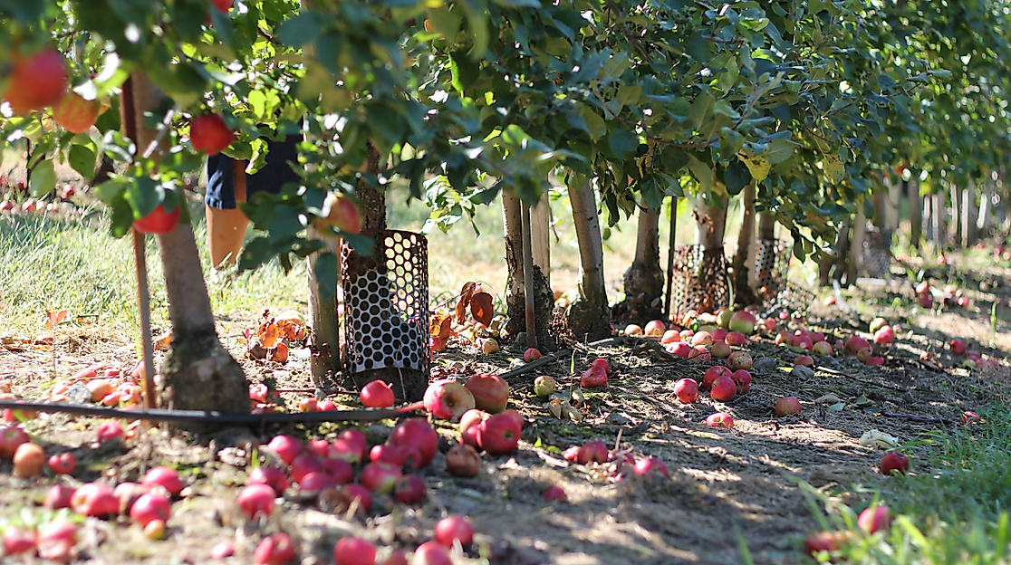 herzapfelhof-route-altes-land-c-unsplash-ana-essentiels