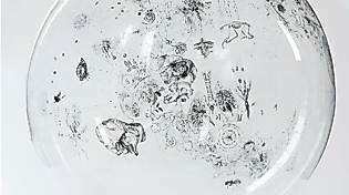 projekt bubble