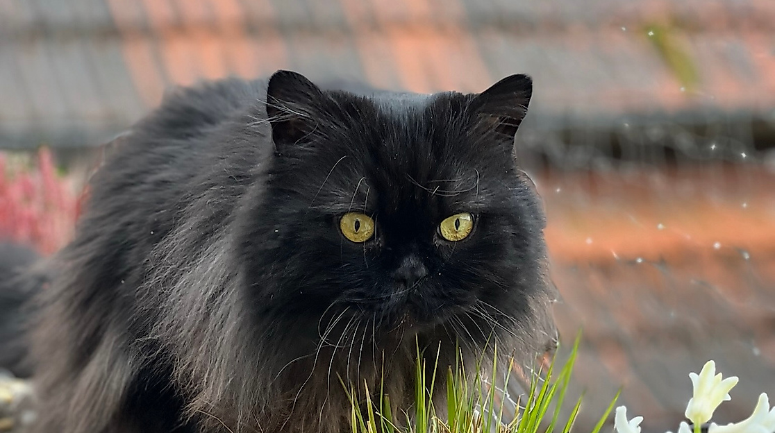 Schwarze Katze