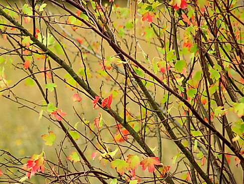 25-11-15 bush-3610303_1280 pixabay