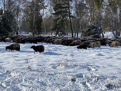 Oberoher Heide Heidschnucken