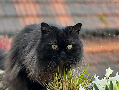 Schwarze Katze
