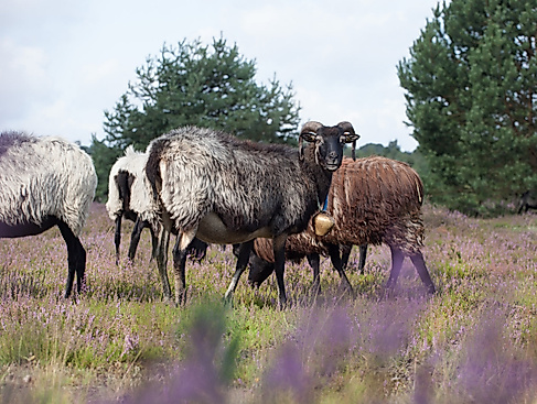 Im Reich der Heidschnucken - Wanderung am Heidschnuckenweg