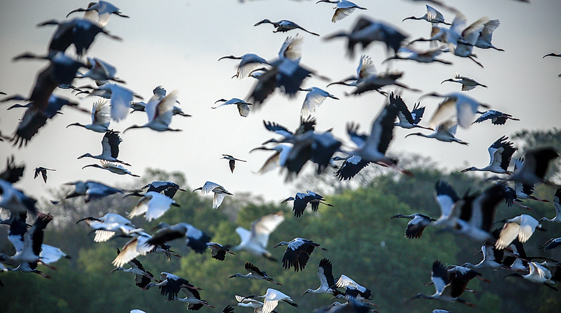 Zugvögel Nordsee