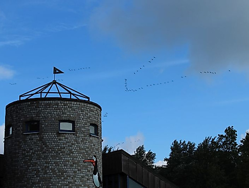 Faszination Vogelzug