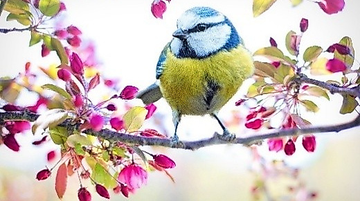 26-04-18 Frühlingsfest pixabay