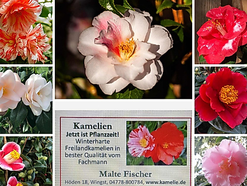 Kamelien Ausstellung - "Farbenfrohe Frühlingsboten aus der Wingst"