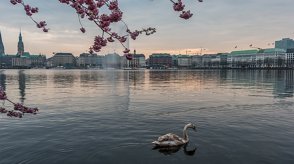 Japanisches Kirschblütenfest
