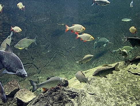 Langer Tag der Stadtnatur Hamburg- Familienaktion: Komm, lass' uns die Fische füttern