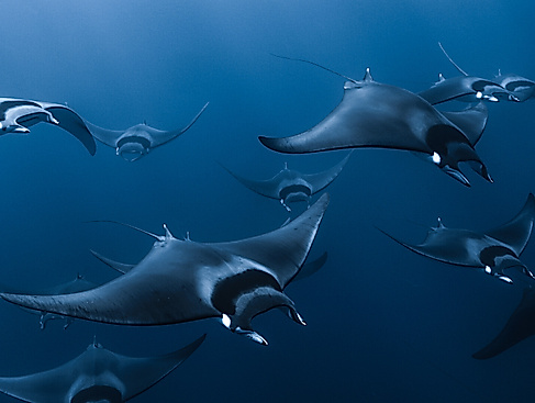 Mobula: The Legend of the Devil Fishes