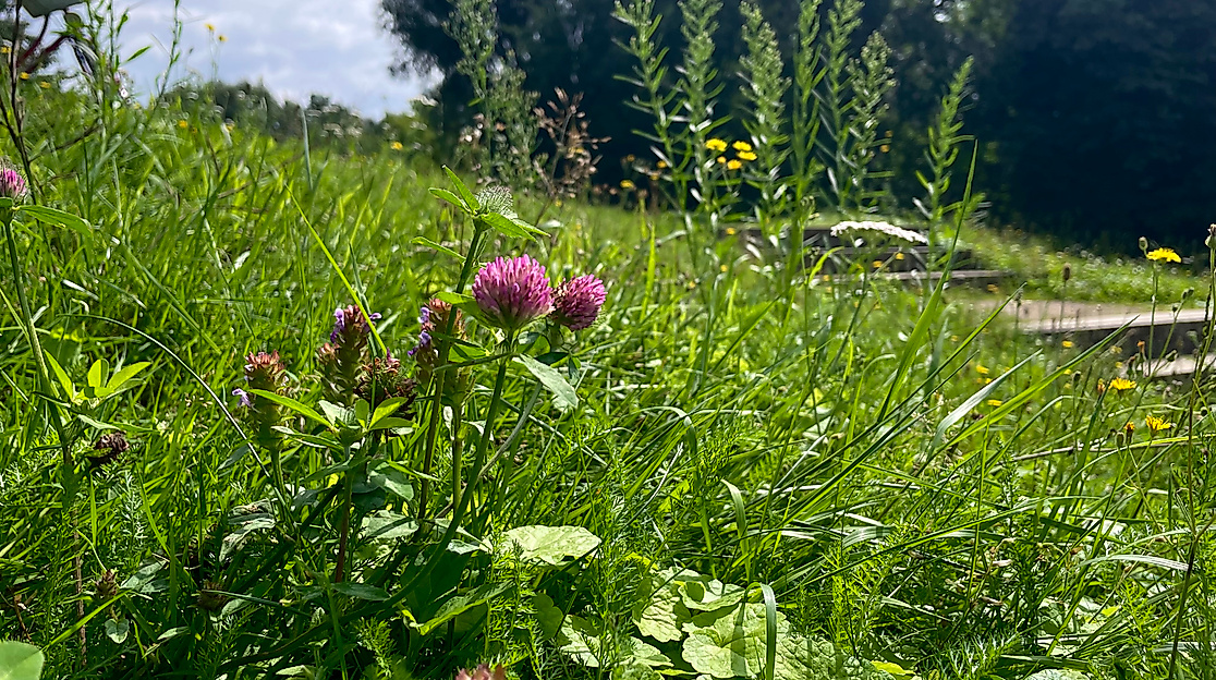 Wildkräuter Rotklee