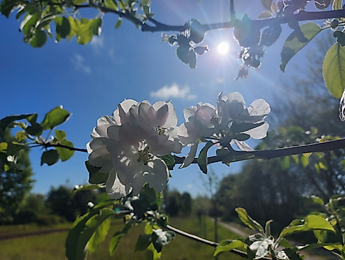 Apfelblüten im Gegenlicht