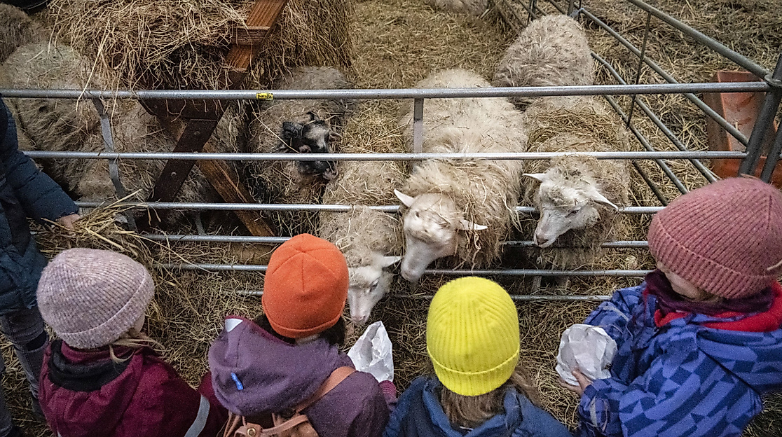 Schafe füttern, Hof an den Teichen