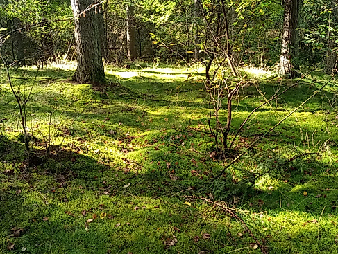 Entspannen im Wald auf moosigen Wegen