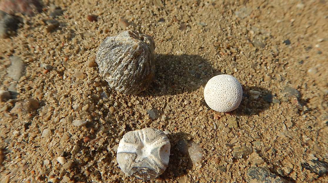 Kiesgrubenschätze - Fossilien sammeln bei Malente