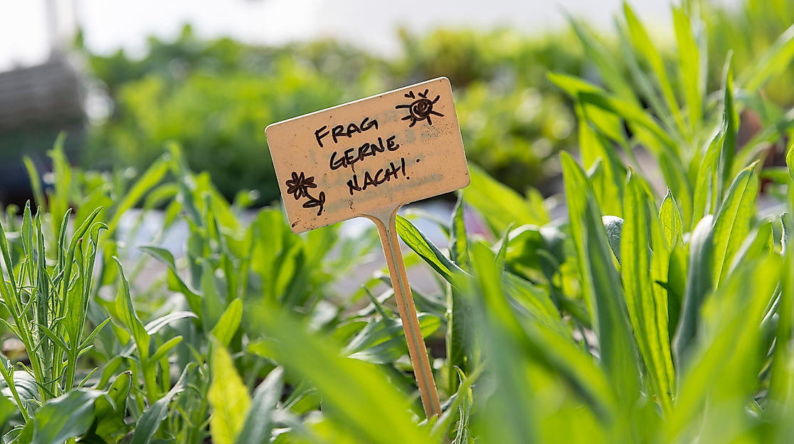 Pflanzen-Markt mit Beratung