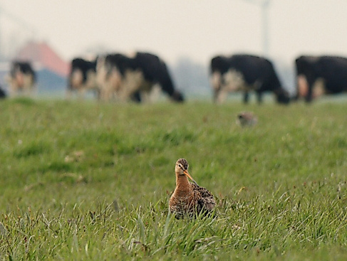 The Godwit was here