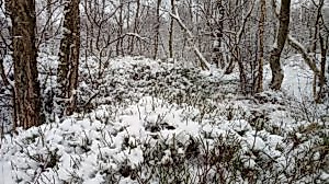 Winter-im-Ohmoor-1-300x169