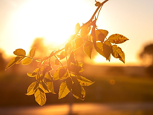 Rosenzweig im Sonnenlicht
