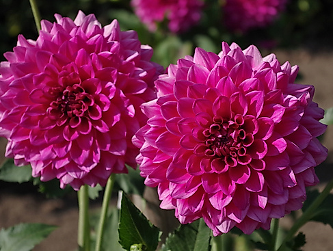 Dahliengarten