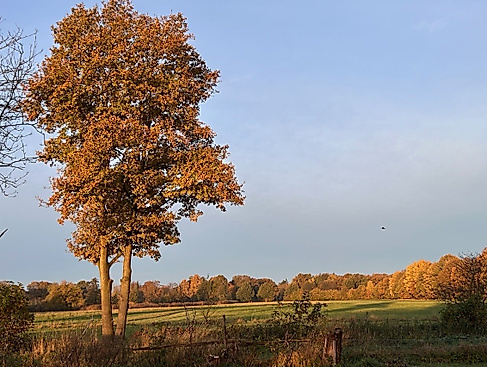 25-11-15 Knick-Pflanzaktion ©Ursula Sieg