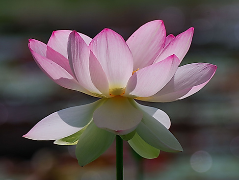 Lotosblume