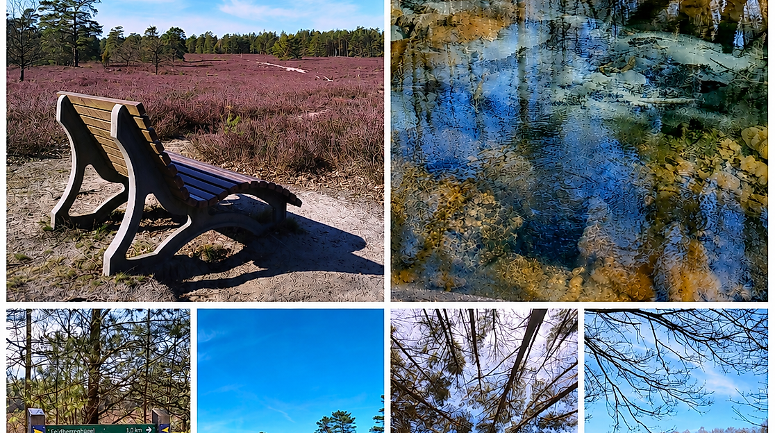 Feierabendzauber in der Schwindebecker Heide - Heide, Schwindequelle & Kieselgurteiche