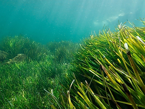 Die Unterwassergärtner*innen in Schleswig-Holstein