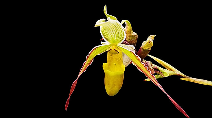 orchideen-1-733x414